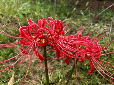 曼陀羅華 曼珠沙華|佛教的花——曼陀羅